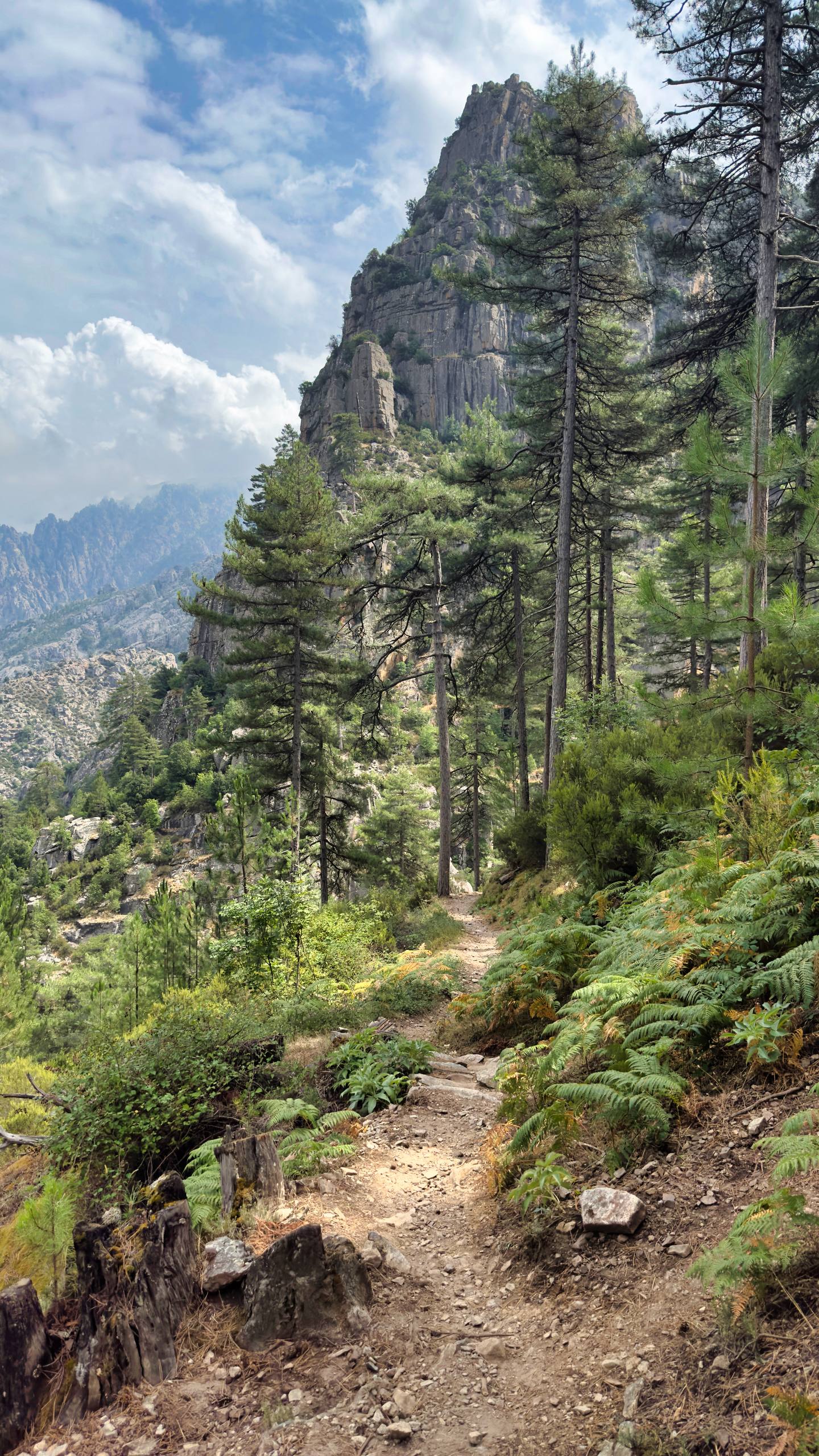 A hiking trail through Laricio pines with a granite spire in the distance