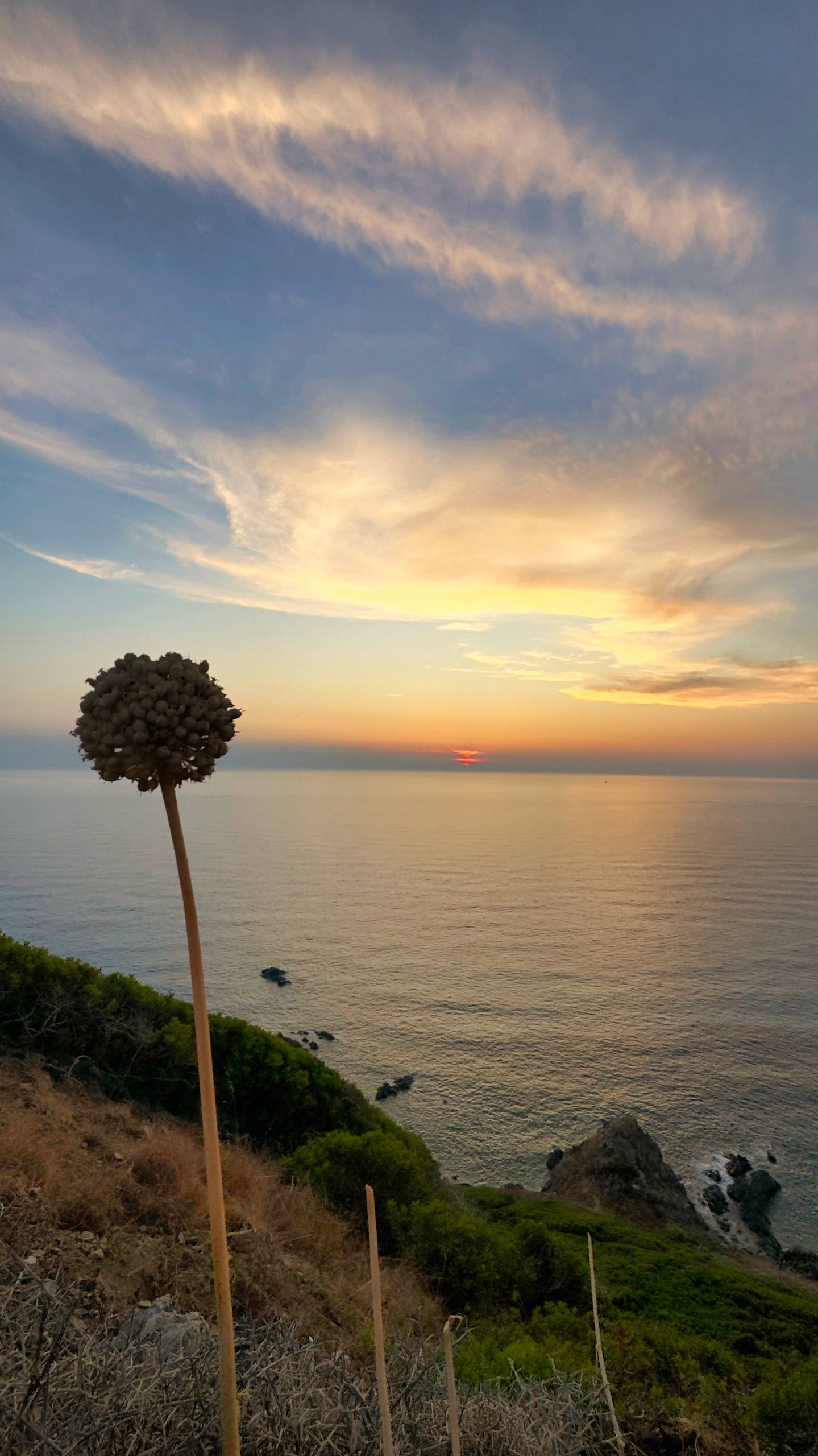 A dried allium seed head silhouetted against a pastel sunset sky